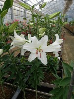 [4260 Gerona No01.JPG]